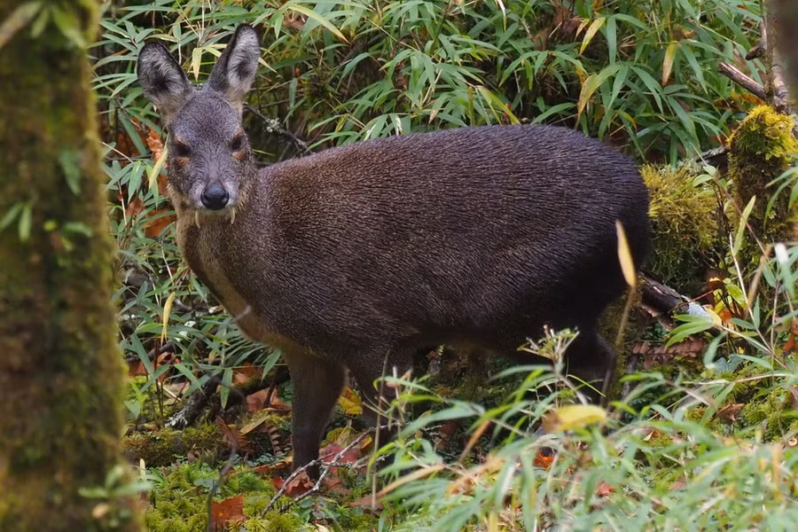 Hươu xạ (Moschus berezovskii). Thuộc họ: Hươu xạ (Moschidae). Kích thước: Dài 50-75 cm. Khu vực phân bố: Lạng Sơn, Cao Bằng, Bắc Kạn. Tình trạng bảo tồn trong Sách Đỏ IUCN: Nguy cấp.