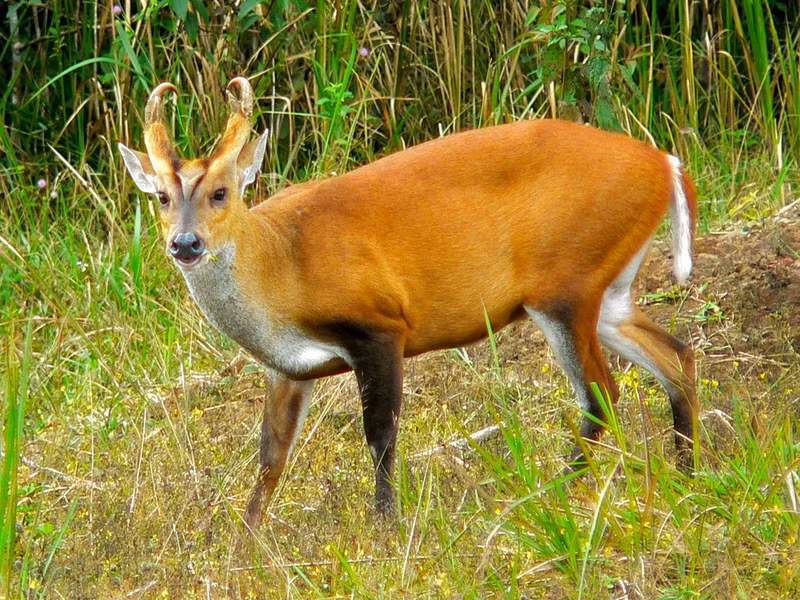 Hoẵng Nam Bộ (Muntiacus muntjak). Thuộc họ: Hươu nai (Cervidae). Kích thước: Dài 90-120 cm. Khu vực phân bố: Kon Tum, Lâm Đồng (VQG Bidoup - Núi Bà), Đồng Nai (VQG Cát Tiên), Bình Phước (VQG Bù Gia mập). Tình trạng bảo tồn trong Sách Đỏ IUCN: Ít quan tâm.