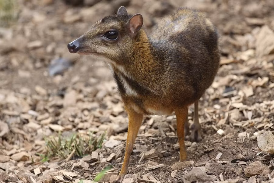 Cheo cheo Nam Dương (Tragulus javanicus). Thuộc họ: Cheo cheo (Tragulidae). Kích thước: Dài 40-48 cm. Khu vực phân bố: Tây Nguyên và các tỉnh miền Nam, hầu như đã biến mất ở miền Bắc. Tình trạng bảo tồn trong Sách Đỏ IUCN: Loài thiếu dữ liệu.