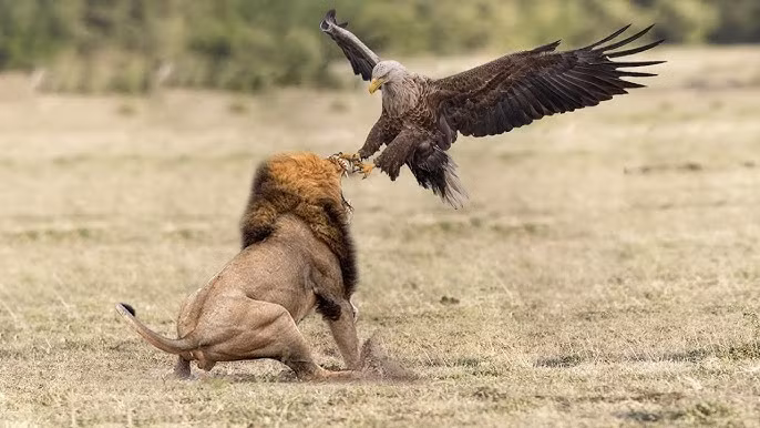 Theo National Geographic, tháng 12 năm 2012, tại khu bảo tồn Maasai Mara ở Kenya, các hướng dẫn viên đã chứng kiến nhiều vụ săn mồi đặc biệt, trong đó có một con đại bàng martial trưởng thành theo dõi một đàn sư tử trong vài tuần.