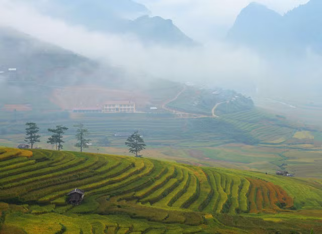 Du khách sẽ được tận hưởng những cung bậc đầy cảm xúc cùng những cảnh quan tuyệt vời, với những thảm lúa vàng rực đất trời Tây Bắc.
