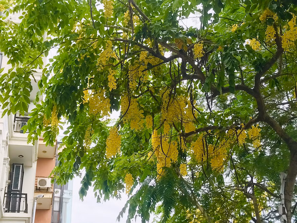 Loài hoa này còn đại diện cho sự may mắn, cho niềm hy vọng vào một tương lai tốt đẹp hơn bởi sắc vàng rực rỡ của mình.