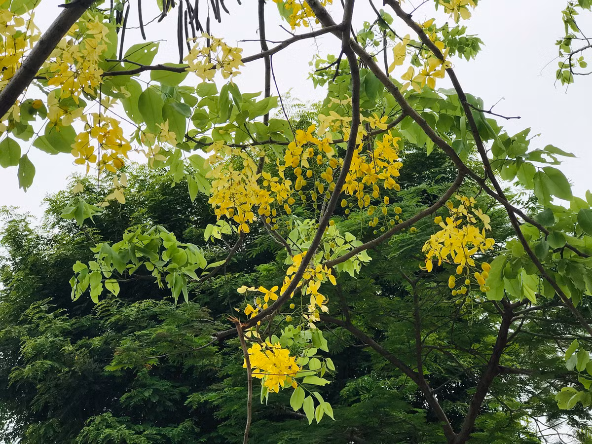 Đây cũng là quốc hoa của Thái Lan, có tên gọi “dok khuen”.