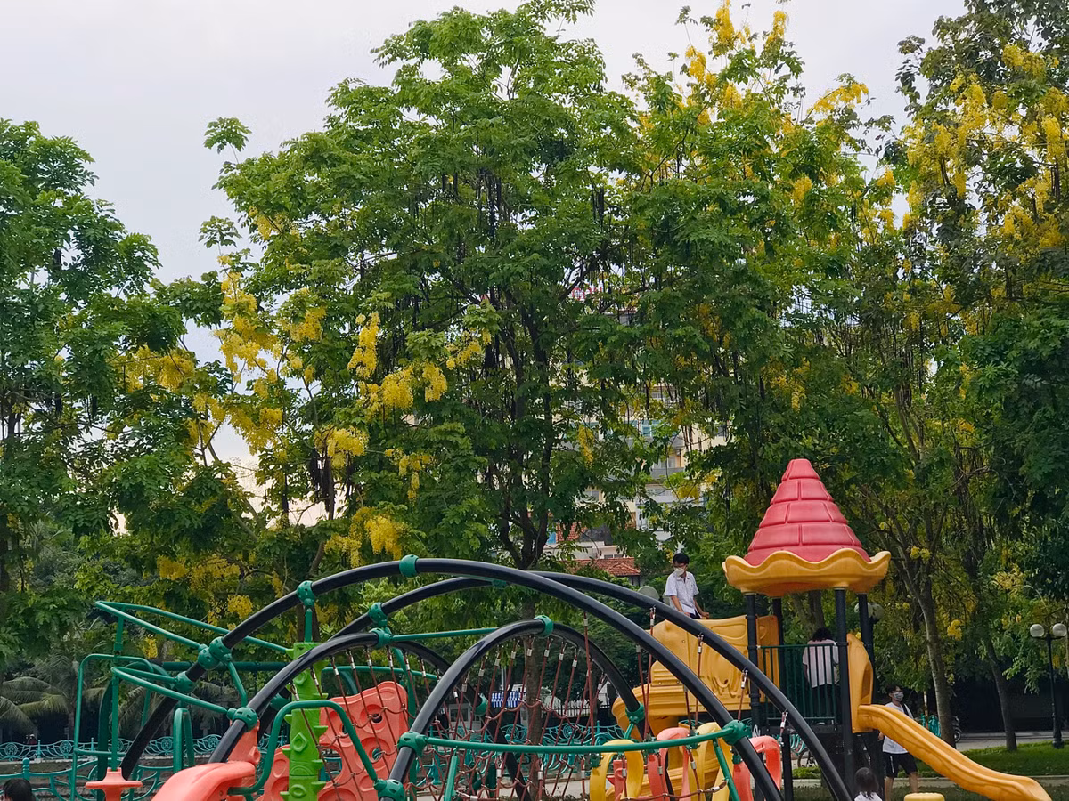 Cùng với hoa phượng đỏ, bằng lăng tím, muồng hoàng yến cũng là một đặc sản của Thủ đô mỗi khi hè về.