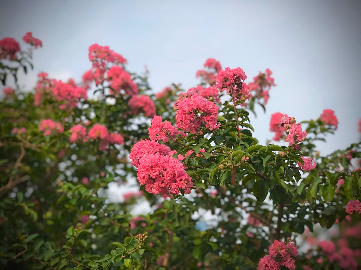 Loài hoa này có nguồn gốc từ vùng Đông Á, còn có tên gọi khác là hoa tử vi, hoa bách nhật hồng,...
