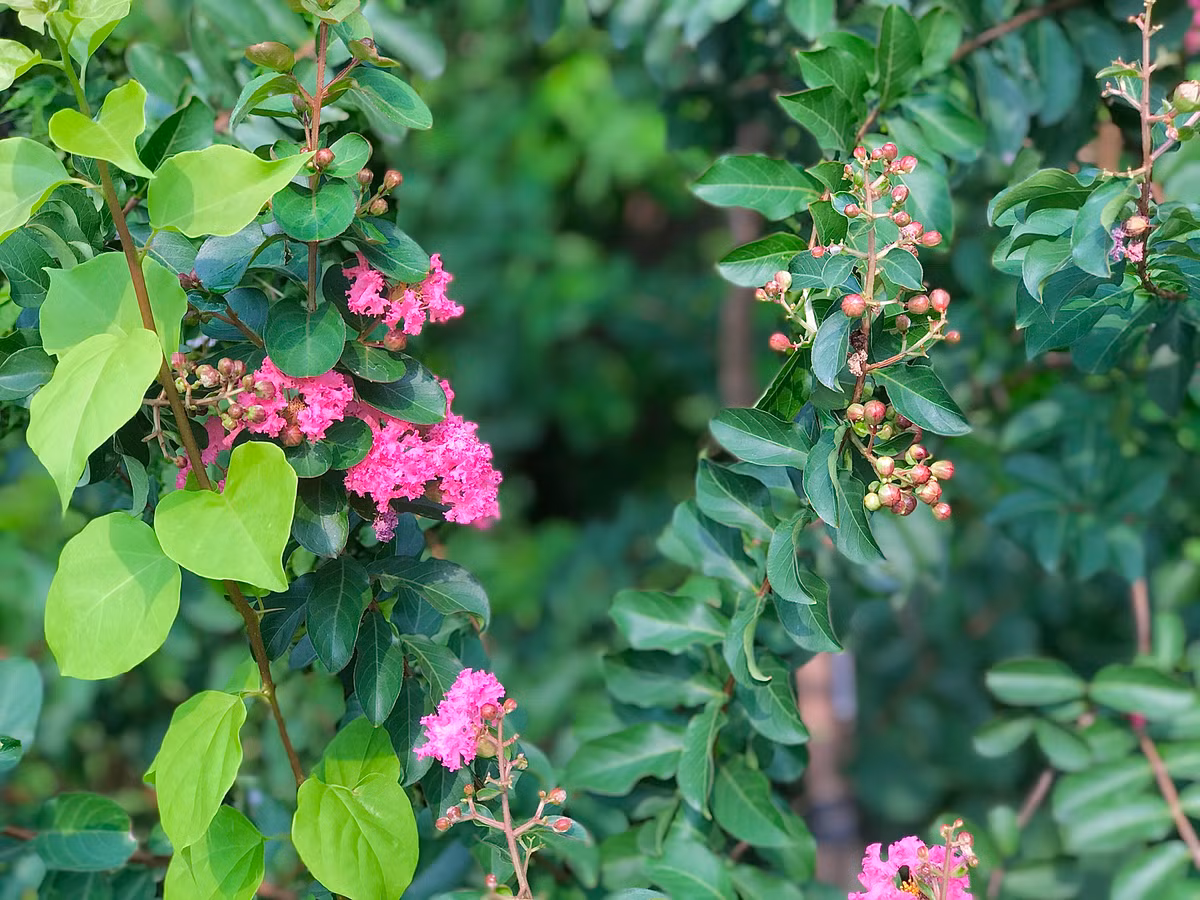 Hoa nở rực rỡ suốt từ đầu hè đến cuối thu.