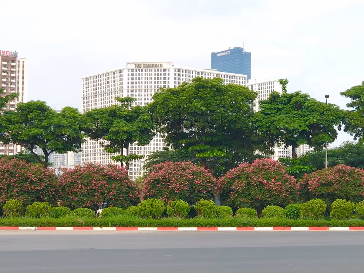 Hoa tường vi nở rực rỡ trên tuyến phố Trần Duy Hưng.