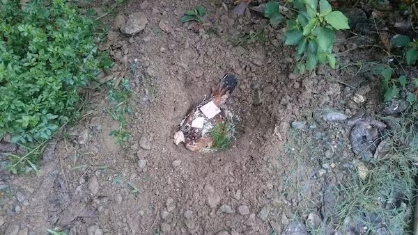 Chi co nhung nguoi nuoi dong vat moi hieu: Ga nuoi hai nam bi chet, cau be mai tang cho tron tinh-Hinh-2