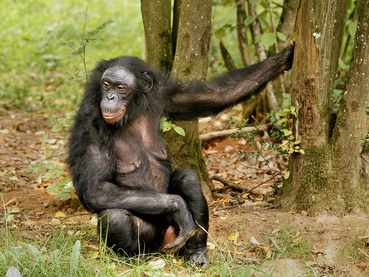 3. Khỉ bonobo cái: Lãnh đạo xã hội hòa bình nhưng không khoan nhượng với những con đực gây rối.(Ảnh: Wikipedia)