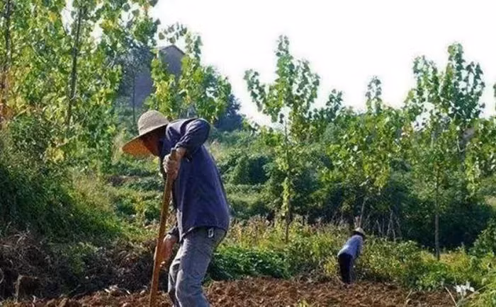 Vào năm 1975, một lão nông ở Bảo Kê, Thiểm Tây, Trung Quốc, bị rắn cắn khi đang làm đồng. (Ảnh: Aboluowang)