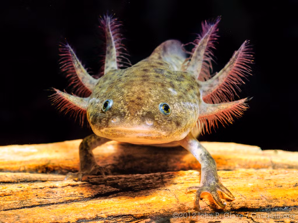 Kỳ nhông Axolotl, hay " khủng long 6 sừng", là loài lưỡng cư quý hiếm từ Mexico, sống chủ yếu ở hai hồ Xochimilco và Chalco. (Ảnh: iNaturalist)