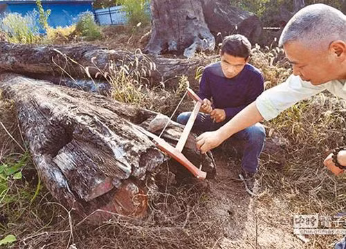 Gỗ cao cấp nhất là "âm trầm ngàn năm", hình thành từ cây chôn vùi qua quá trình carbon hóa hàng vạn năm. (Ảnh: Việt Giải Trí)