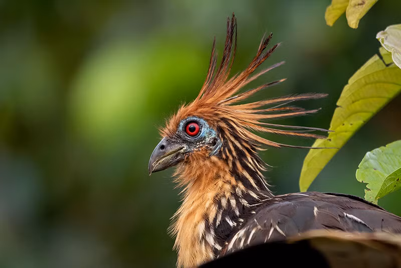 Giá trị văn hóa và sinh học của hoatzin nhấn mạnh tầm quan trọng của việc bảo vệ môi trường sống tự nhiên của chúng. (Ảnh:Jamu Lodge)
