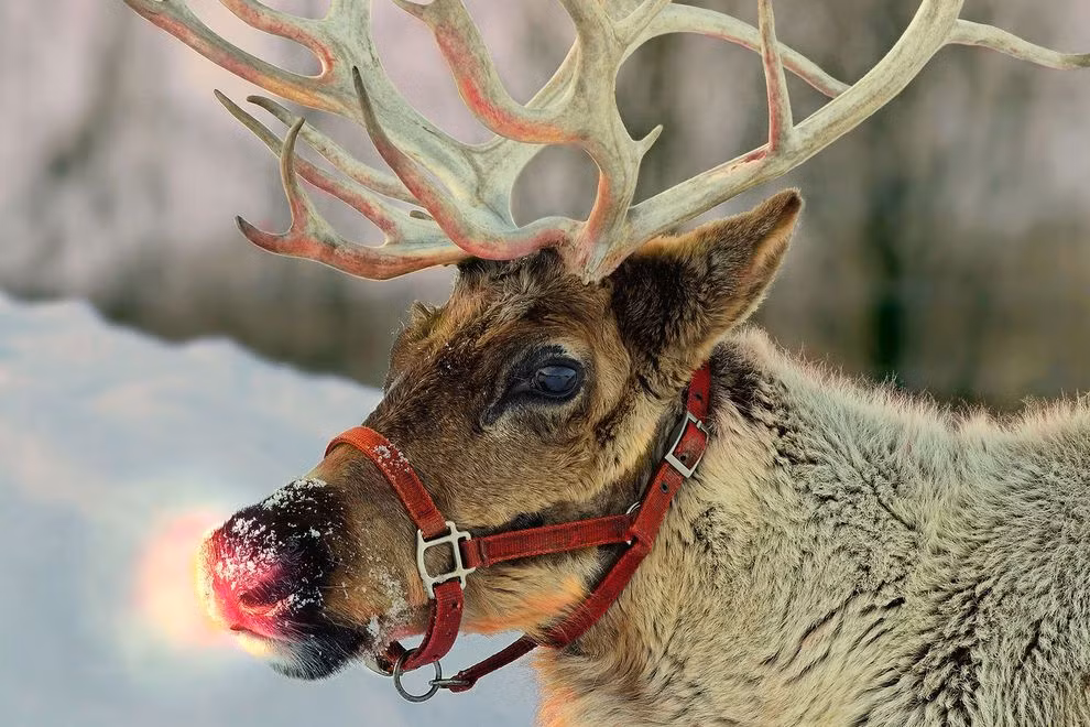 Rudolph, chú tuần lộc mũi đỏ nổi tiếng trong câu chuyện Giáng sinh, thực ra dựa trên một loài tuần lộc có mũi chuyển màu đỏ thật. Bí mật về mũi đỏ của tuần lộc nằm ở mạng lưới mao mạch dày đặc trong mũi, giúp giữ ấm và điều hòa nhiệt độ cơ thể.(Ảnh: My Vet and Me)