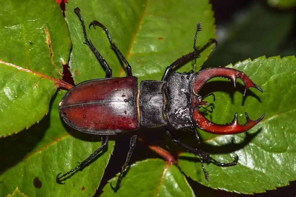 Chúng thuộc họ Lucanidae với khoảng 1.200 loài, nổi bật với chiếc sừng lớn màu đỏ trên đầu, đặc biệt ở con đực.(Ảnh: Earth Life)