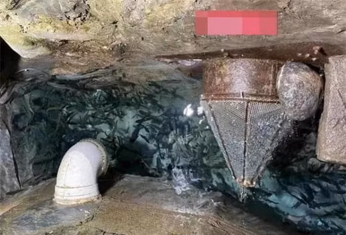 Sở thủy sản địa phương xác định suối cá hình thành do ông đào trúng sông ngầm trong địa hình đá vôi, nơi loài cá trê bản địa Vân Nam sinh sống.(Ảnh:DNVN)