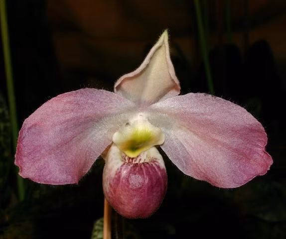 Lan hài Việt Nam (Paphiopedilum vietnamense) là loài lan đặc hữu, chỉ mọc tại huyện Đồng Hỷ, Thái Nguyên, là "báu vật" không nơi nào khác trên thế giới có. (Ảnh: Wikipedia)