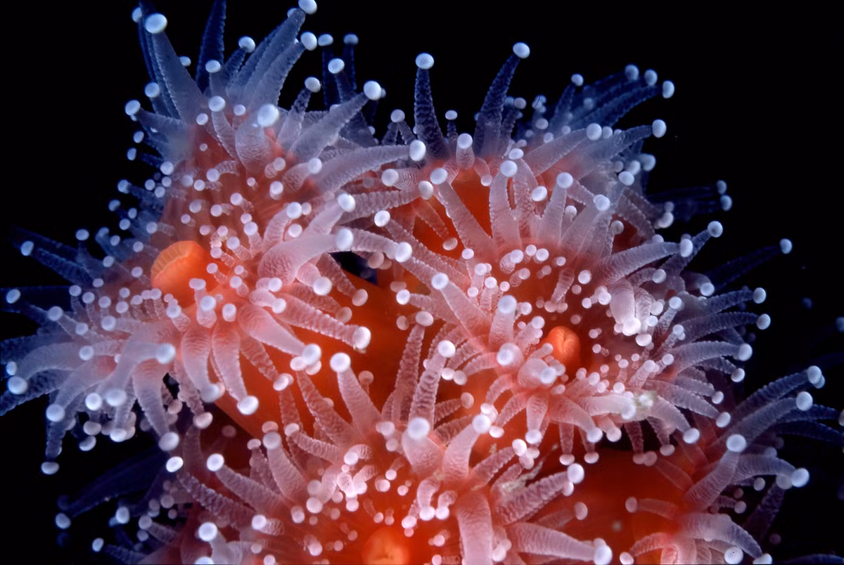 Hải quỳ còn có cấp độ tổ chức gene thứ hai tương tự thực vật.(Ảnh: Blue Reef Aquarium)