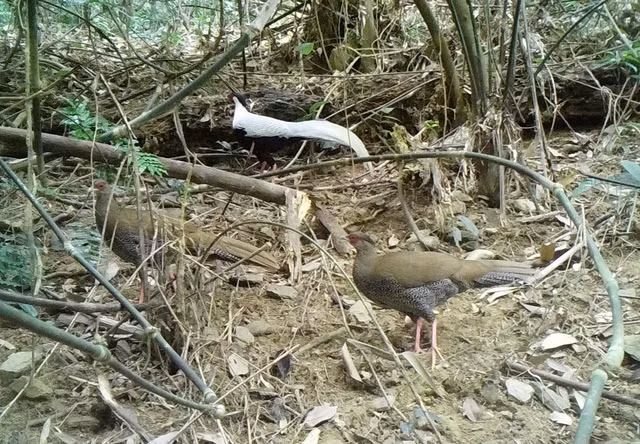 3. Gà tiền mặt vàng (Polyplectron bicalcaratum): Chúng sở hữu bộ lông rực rỡ với màu xanh ánh kim và các đốm tròn màu đen và trắng. Loài này được xếp vào danh sách nguy cấp do mất môi trường sống và săn bắt trái phép.(Ảnh: Khu BTTN Pù Hu)