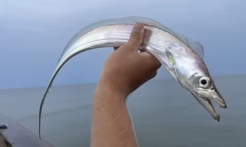 Nguyên nhân đến từ môi trường sống đặc thù ở biển sâu, nơi có áp suất cao, mà cá đã thích nghi hoàn toàn.(Ảnh: Marine Biodiversity Portal of Bangladesh)