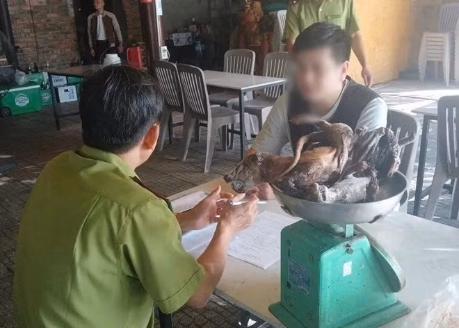 Qua kiểm tra, lực lượng chức năng phát hiện hai cá thể chồn bạc má Nam đã chết và được cất giấu trong tủ đông của nhà hàng, với trọng lượng 2,3kg và không có nguồn gốc hợp pháp. Đoàn kiểm tra đã lập biên bản vi phạm đối với chủ nhà hàng B.X để xử lý về hành vi này. (Ảnh: Báo Lao động)