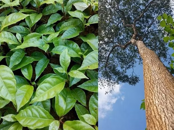 Với giá trị kinh tế cao (lên đến 50 triệu đồng/m³), gỗ gù hương đang bị săn lùng khắp nơi, khiến số lượng ngày càng giảm nghiêm trọng.(Ảnh: Hoa Thơm Cỏ Lạ)