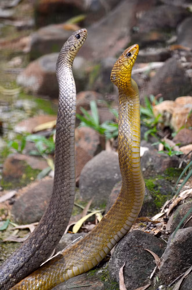 Rắn ráo (chi Ptyas), thuộc họ rắn nước, là nhóm rắn lớn phân bố ở châu Á, với 13 loài đã được ghi nhận trong hơn một thế kỷ qua. (Ảnh: Wikipedia)