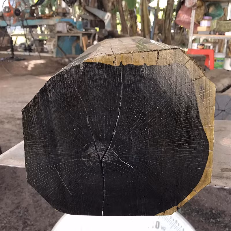 Gỗ mun cứng như đá, khó bị nứt gãy hay mài mòn. Đây là một trong số ít loại gỗ có khả năng tự nhiên chống lại sự tấn công của mối mọt và côn trùng. (Ảnh:Gỗ Đông Á)