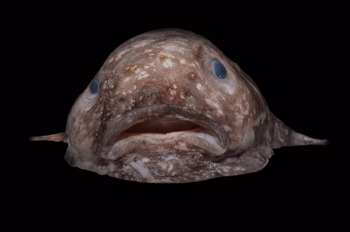 Mặc dù ngoại hình bị chê bai, cá blobfish là ví dụ điển hình của sự thích nghi kỳ diệu trong môi trường sống khắc nghiệt.(Ảnh: Fishes of Australia)