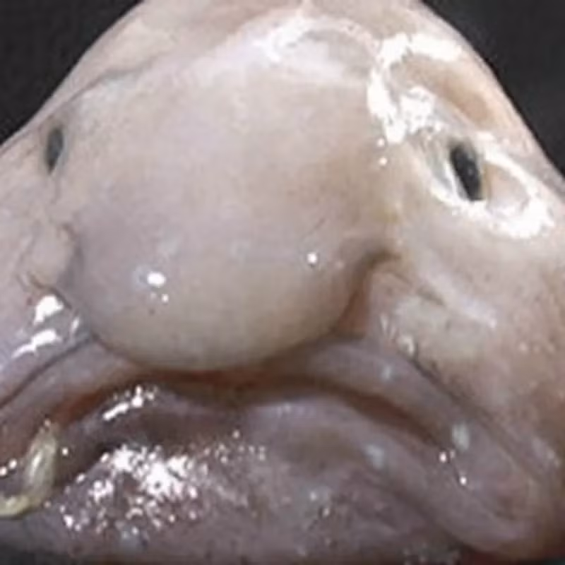 Ở môi trường tự nhiên dưới đáy biển, cá blobfish có ngoại hình bình thường và không xấu xí như khi bị đưa lên mặt nước.(Ảnh: Smithsonian Magazine)