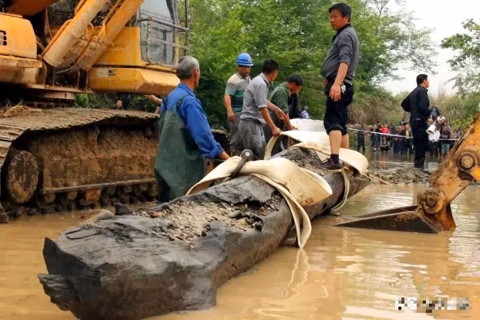 Cây gỗ sau khi được phát hiện đã được bàn giao cho chính quyền để bảo quản và nghiên cứu. (Ảnh: Kknews.cc)