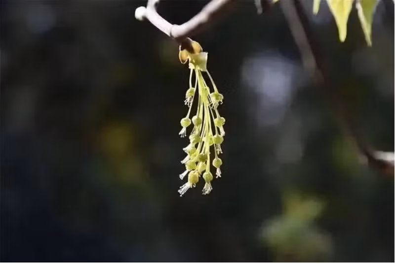 Việc nhân giống gặp khó khăn do loài cây ít, hoa nở ngắn và điều kiện tự nhiên không phù hợp.(Ảnh: Sohu)