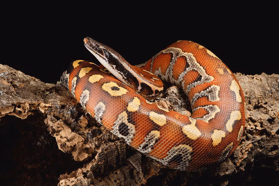 Trăn máu (Python brongersmai), còn gọi là trăn cộc, là một trong 3 loài trăn quý hiếm tại Việt Nam, được xếp hạng EN - Nguy cấp trong Sách Đỏ Việt Nam do nguy cơ tuyệt chủng cao. (Ảnh: Science Source Prints)