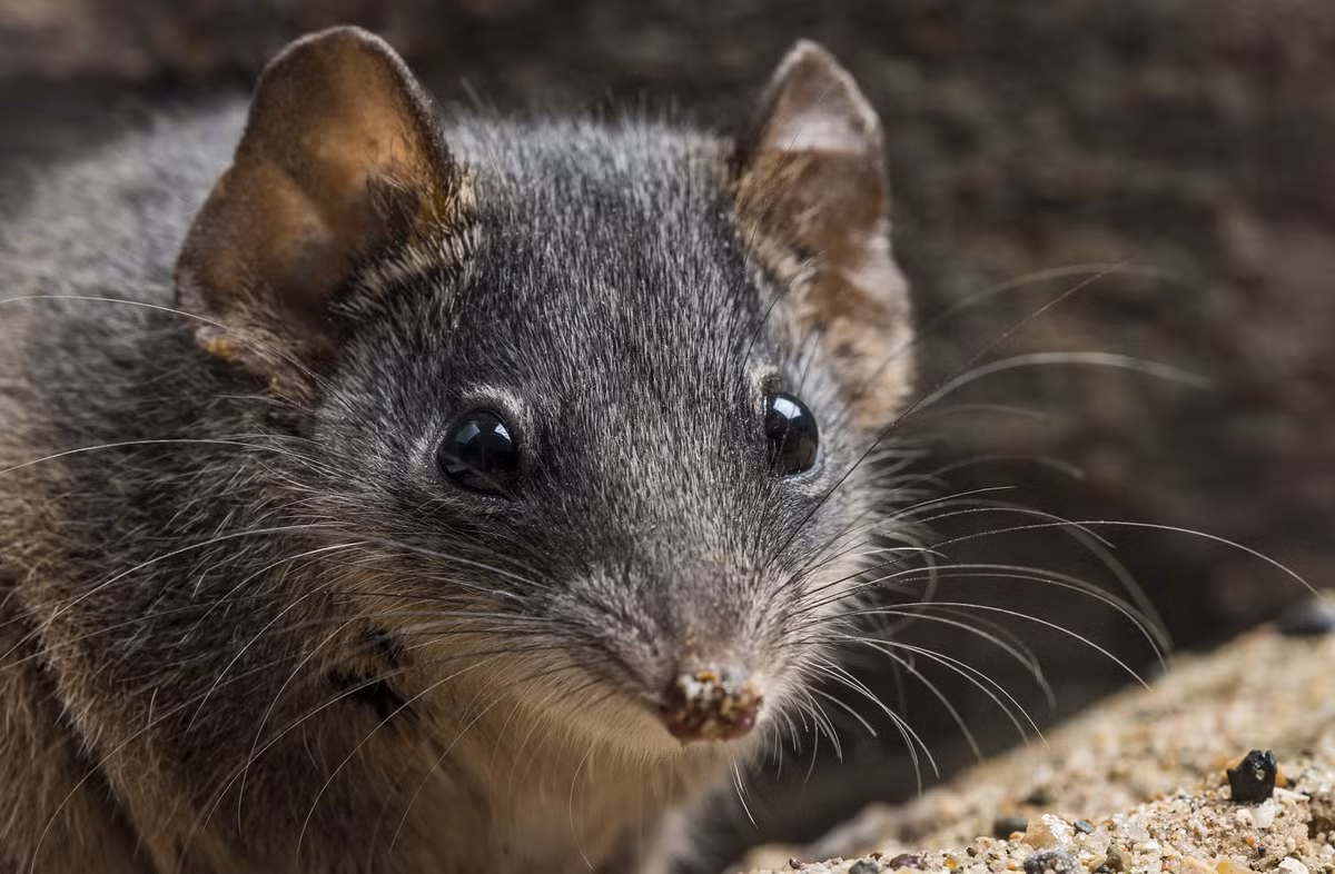 Antechinus cái có tuổi thọ khoảng 2 năm, sinh từ 6-14 con, trong khi con đực sống chưa đầy một năm.(Ảnh:CNN)