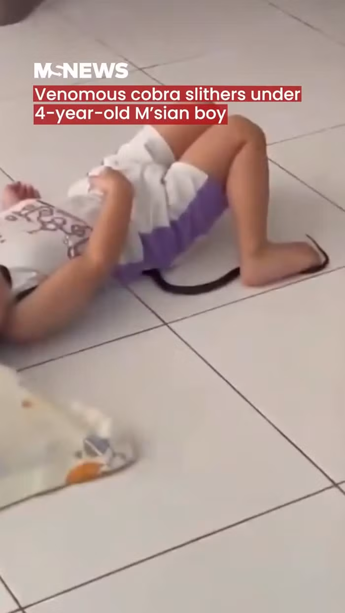 Người trông trẻ phát hiện và lập tức gọi cảnh sát. Lính cứu hỏa nhanh chóng có mặt, dùng kẹp bắt con " quái thú" và thả nó trở lại tự nhiên sau khi đảm bảo an toàn cho cậu bé. Mẹ của cậu bé xác nhận rằng con trai mình vẫn an toàn và cảm ơn người trông trẻ đã phản ứng kịp thời. (Ảnh: Người đưa tin)