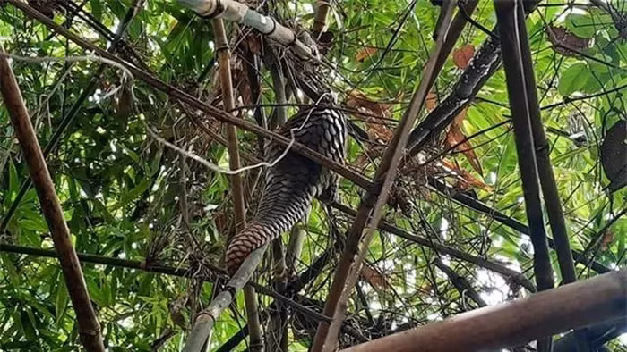 Sau khi nhận ra đây là một động vật quý hiếm, loài nằm trong Sách Đỏ và có nguy cơ tuyệt chủng, anh Duy đã tự nguyện giao nộp con tê tê Java cho cơ quan chức năng. (Ảnh: DNVN)