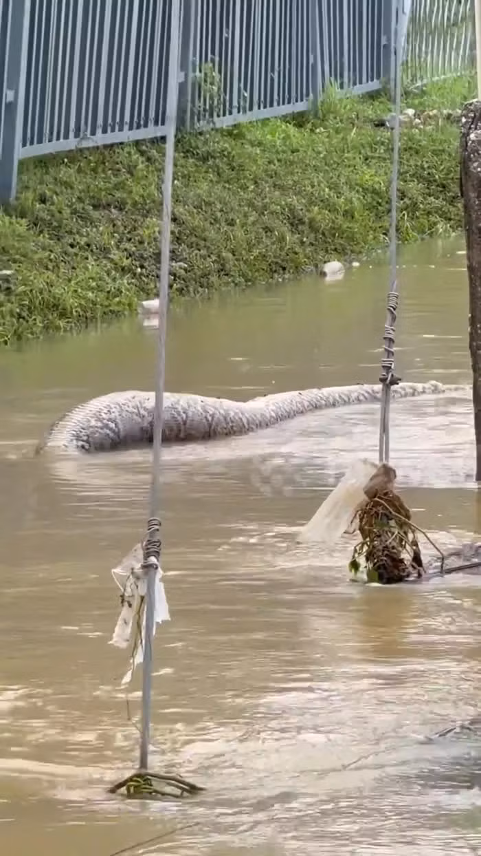 Con " quái thú" này trông yếu ớt và bị mắc kẹt ở khu vực ngập lụt, có thể đã ăn gà của người dân địa phương. Người dân Mohammad Sobri Abdulrahman cho biết con trăn không có nơi nào để đi khi khu vực bị ngập lụt. Khi Mohammad trở về vào ngày 3/12, con trăn lưới đã chết, nằm gần lỗ của một cống thoát nước. (Ảnh: Người đưa tin)