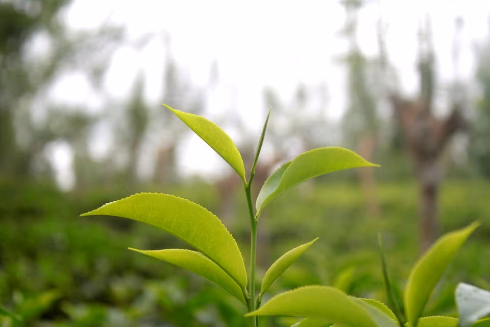 Lá chè xanh không những làm đẹp da mà còn rất hiệu quả trong việc điều trị chứng ra mồ hôi ở tay. (Nguồn Pixabay)
