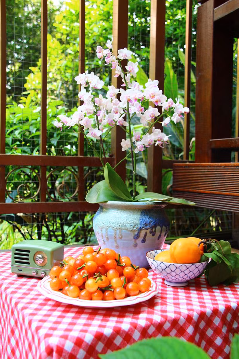 Hoa phi yến, hoa trà, hoa anh thảo, hoa huệ và các loài hoa chịu bóng khác đều phát triển tốt tại đây.