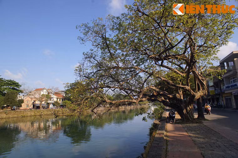 Dọc đường Bạch Đằng là có hàng chục cây bồ đề cổ thụ soi bóng xuống sông Đông Ba, càng làm tăng thêm nét thơ mộng của dòng sông và dấu ấn thời gian của con đường lịch sử.