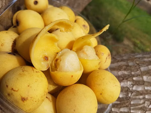 Kết quả là chúng cũng bị say xỉn giống con người. Từ khỉ, lợn rừng, tê giác, sơn dương cho đến đà điểu, hươu cao cổ hay thậm chí cả voi cũng bị loại quả này làm cho “choáng váng”, khó lòng giữ được thăng bằng.