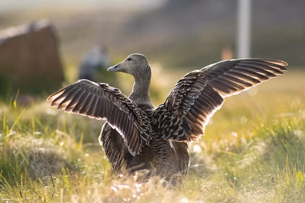 Lông vịt biển Eider là một trong những loại sợi tự nhiên ấm nhất trên hành tinh. Ngày nay người ta sử dụng loại lông này để làm ra những tấm chăn tốt nhất thế giới.