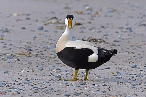 Eiderdown là lớp lông nhung mềm mịn của vịt biển Eider, giúp bảo vệ chúng khỏi cái giá lạnh của vùng cực Bắc. Vào mùa sinh sản, phần lông này rụng một cách tự nhiên và vịt mái thường sử dụng nó để xây tổ.