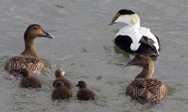 Sau khi thu hoạch, những chiếc lông Eiderdown sẽ trải qua nhiều công đoạn xử lý từ phơi khô, sấy ở 120 độ C trong nhiều giờ đến tách sợi, khử trùng...