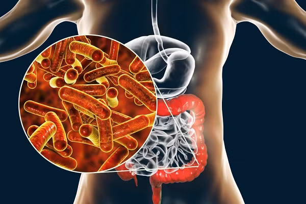 isoalloLCA được phát hiện có đặc tính kháng khuẩn mạnh, có nghĩa là nó có thể ức chế sự phát triển của vi khuẩn "xấu" trong ruột. IsoalloLCA cũng ức chế sự phát triển của cầu khuẩn ruột kháng vancomycin, một loại vi khuẩn kháng thuốc kháng sinh được biết là gây nhiễm trùng trong bệnh viện.