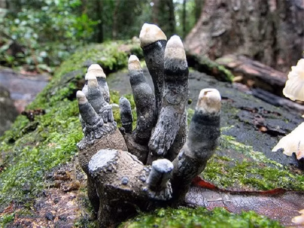 Có quanh năm dưới các gốc cây bị chôn vùi, nấm Xylaria polymorpha thường mọc theo khóm 3-6 "ngón tay".