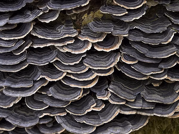 Nấm Trametes versicolor là loài có màu sắc sặc sỡ và dễ dàng được phát hiện. Màu sắc và hình dạng của chúng còn được liên tưởng đến hình ảnh đuôi gà tây, do đó mà chúng còn được gọi là nấm đuôi gà tây.