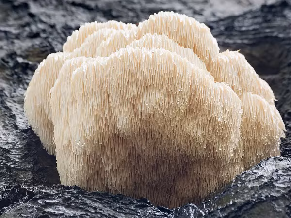 Nấm Hericium erinaceus còn gọi là nấm đầu khỉ hay nấm lông nhím, có nhiều ở khu vực Châu Âu và Bắc Mỹ, chúng mọc trên phần vỏ mục của các loại cây gỗ lớn nhóm sồi dẻ.