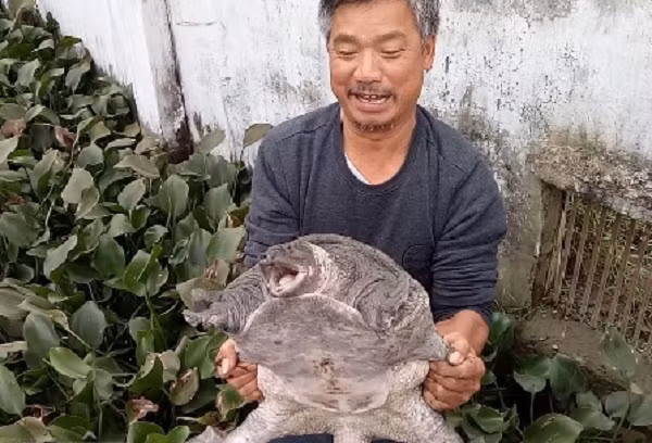 Tuy ba ba là động vật sống hoang dã, nhưng rất dễ nuôi trong ao, bể nhỏ. Chúng sống dưới nước là chính, nhưng có thể sống trên cạn và có lúc rất cần sống trên cạn.