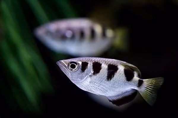 Cá măng rổ là một trong 7 loài cá thuộc chi cá thông minh Toxotes, có khả năng phun nước từ trong miệng vào con mồi có độ chính xác và tốc độ cực nhanh. Nhờ khả năng này nó còn được gọi là cá cung thủ.